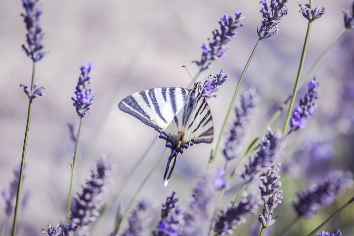 lavendelkvist en lila fjäril strö på en lavendelblomma av örter