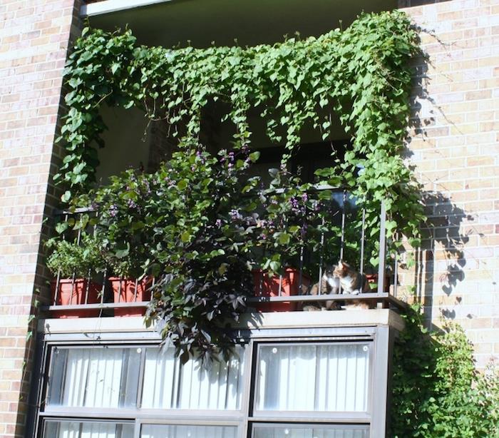 foto av växtbrisvy balkong hängande och hängande snabb tillväxt utan underhåll
