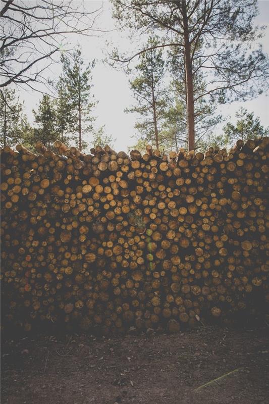 trä stockar som ligger på gården, stora träd på baksidan