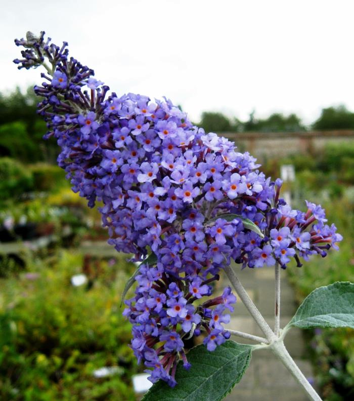 buddleja davidii ker kvitnúci vo fialovej farbe, kvitnúci vo veľkých latách