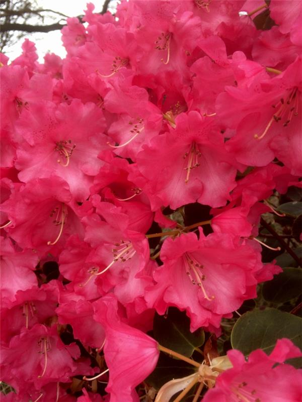 kvitnúce zvony kosodreviny, pekný živý plot s ružovými kvetmi