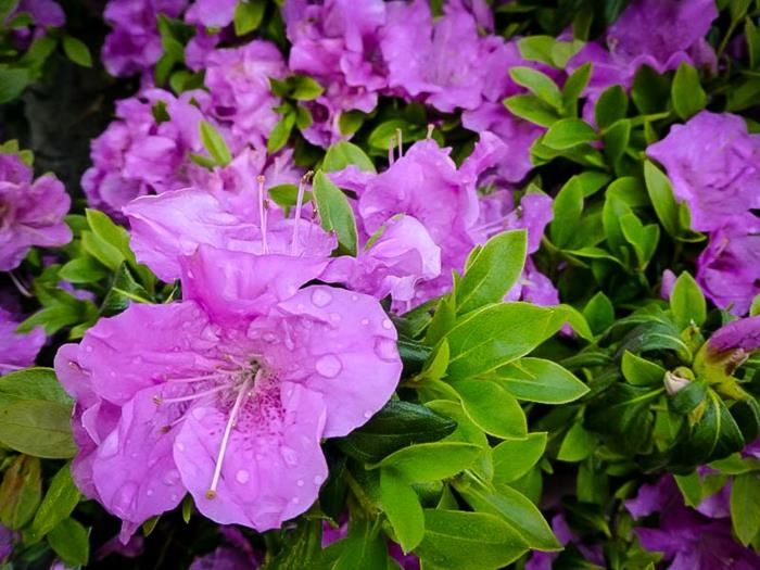 kamélia s kvetmi purpurovej farby, vždyzelený živý plot, aké rastliny do záhrady