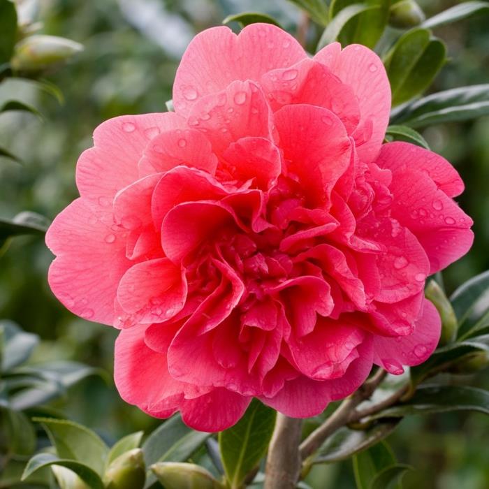 ružová kamélia s kvitnúcim kvetom, vždyzelený zimne kvitnúci ker