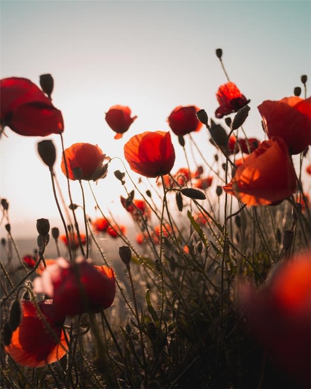 Poľné kvety červený mak pri západe slnka, bezplatné obrázky ku dňu matiek, pohľadnica ku dňu matiek