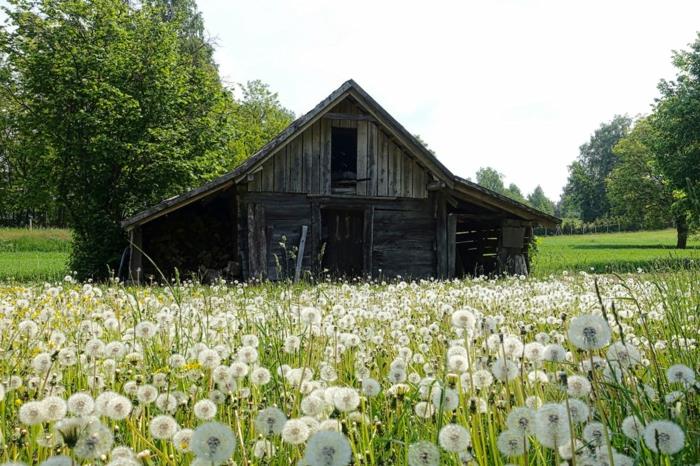 ett litet hus på ängen, omgivet av maskrosor, grå träkonstruktion, solig dag, gröna träd, sommarsäsong