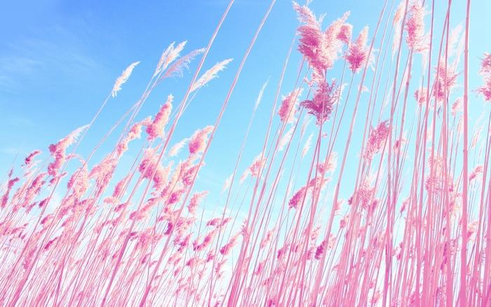 pšeničné polia ružová farba na pozadí modrej oblohy príklad romantickej krajiny