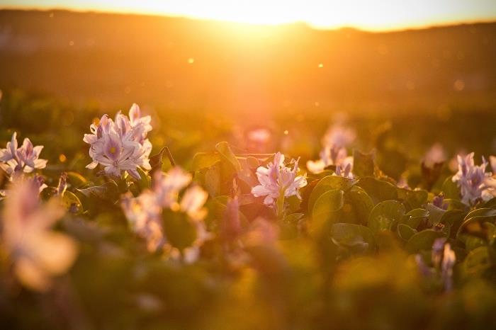 ružová a biela kvetinová záhrada pri východe slnka nad horami, krajinná tapeta s kvetmi a slnkom