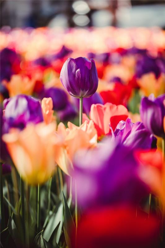 Tulipánové pole v Holandsku krásne fotografovanie prírody, fotografia ku dňu matiek, obrázky ku dňu matiek