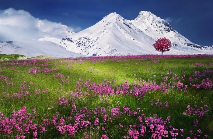 zenová tapeta s kvetmi a horami, zelené polia s ružovými kvetmi pred zasneženými horami a modrou oblohou