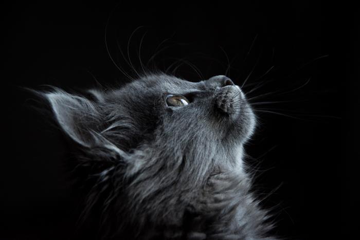 Lås skärm tapet flickaktigt tapet natur tapet tumblr katt bakgrund