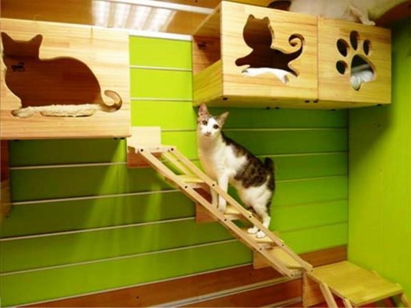 inomhus-katt-trappor-säng-vägg-grön