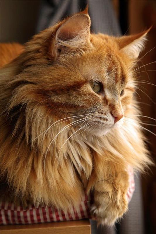 cat-maine-coon-charakter-milé-a-pokojné-dobré-s-deťmi