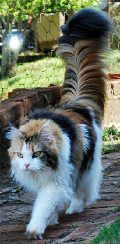 cat-maine-coon-long-haired-cat-three-color-and-hairy-tail