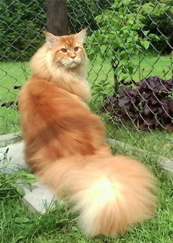 maine-coon-cat-with-a-fluffy-fur-and-a-long-tail