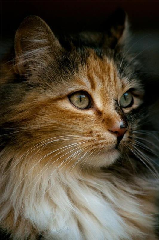 kočka-maine-coon-mačka-bariole-plemeno-fotogenická-malá-princezná