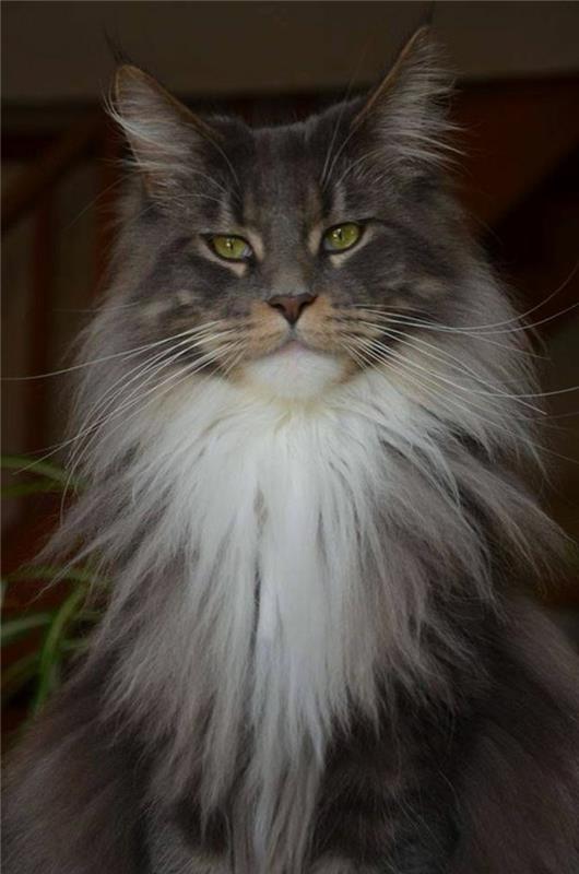 maine-coon-cat-well-brush-and-groom-portrait-of-main-coon