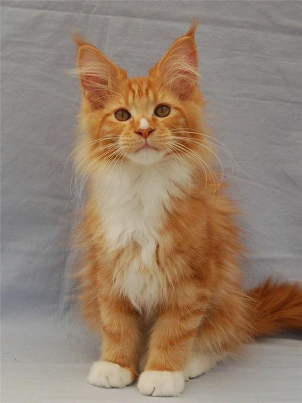 Cat-Maine-Coon-Cute-Cat-of-the-Main-Coon-Plemeno