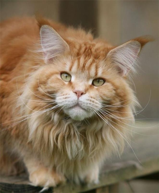 cat-maine-coon-cat-who-miluje-prechádzky-a-hry