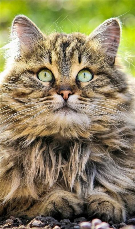 cat-maine-coon-friendly-cat-so širokými očami