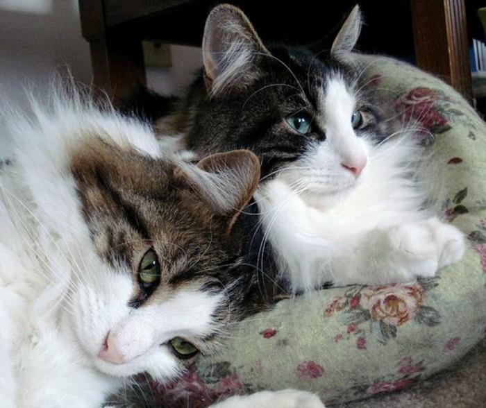 maine-coon-cat-two-main-coon-cats-in-grey-and-white