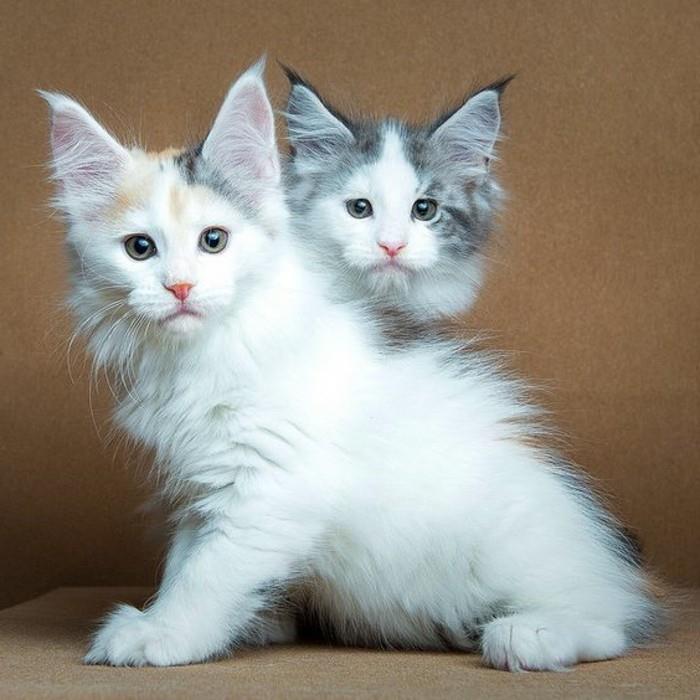 cat-maine-coon-two-maine-coon-angeliques