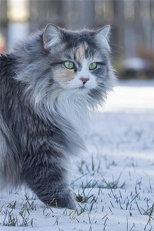 maine-coon-cat-taking-a-walk-a-cat-coming-from-the-farms-of-maine