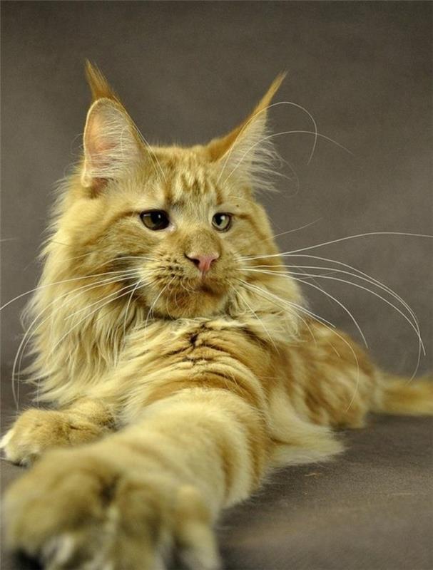 cat-maine-coon-veľké-červenovlasé-mačky-dlhé vlasy-impozantná veľkosť