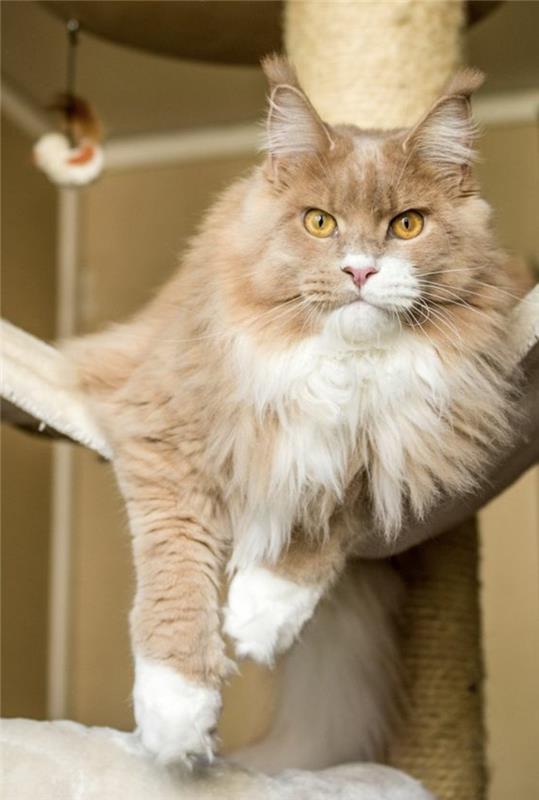 cat-maine-coon-big-red-cat-in-his-hammack