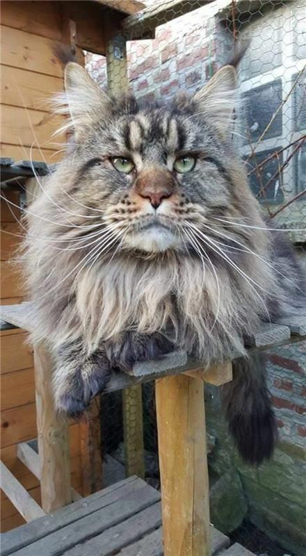 uhlie-sivá-maine-coon-a-lev-mačka