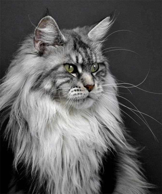 grey-maine-coon-cat-a-main-coon-pyšná na seba