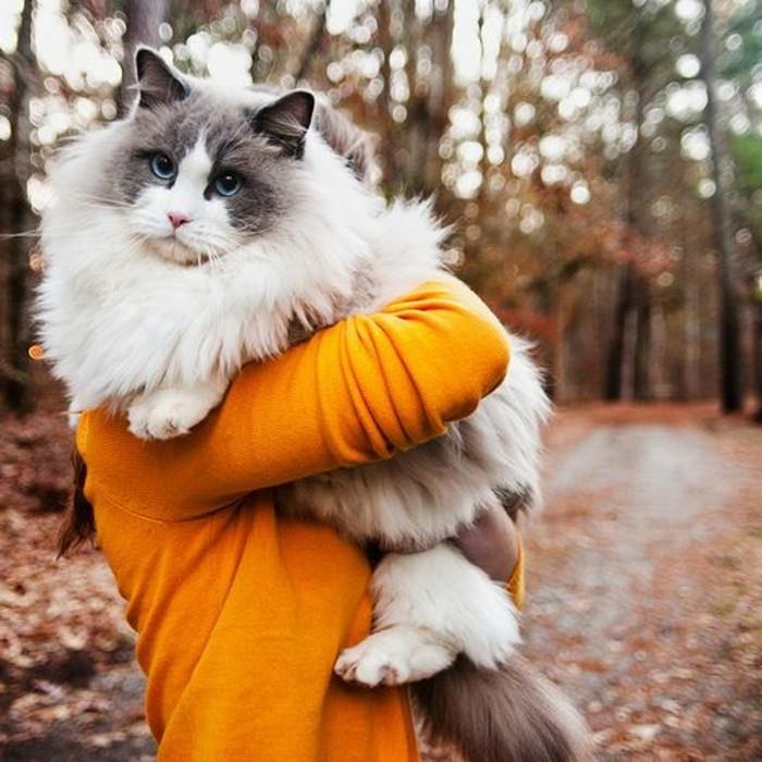 maine-coon-big-cat-maine-coone-in-the-arm-of-of-its-owner