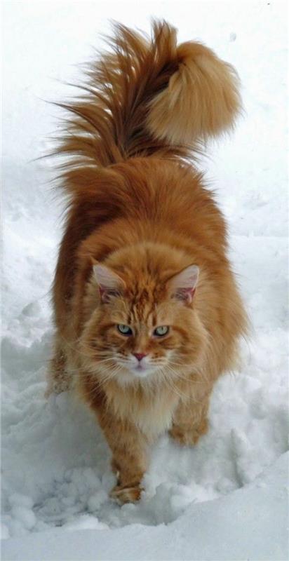 cat-maine-coon-main-coon-cat-in-the-snow-hairy-tail