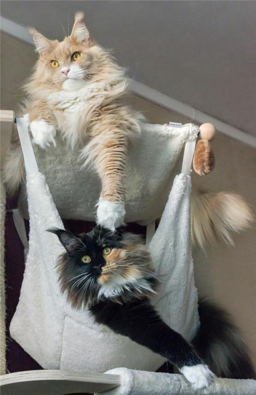 cat-maine-coon-main-coon-cat-two-cats-and-a-hammock
