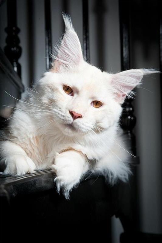 cat-maine-coon-maincoon-biela-mačka-pokojná-a-pekná