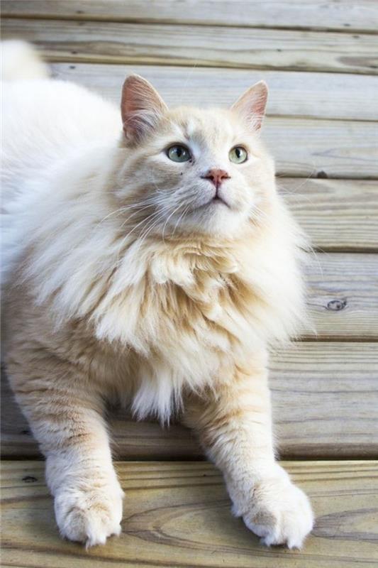 maine-coon-maine-coon-mačka-bielo-červená