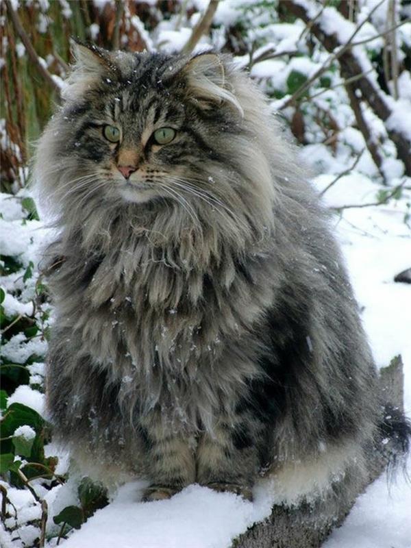 maine-coon-maine-coone-alebo-nórska mačka