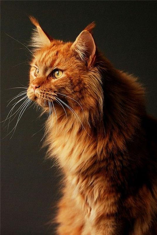 majestátne-maine-coon-cat-ukážkové-z-mainského-coone-plemena