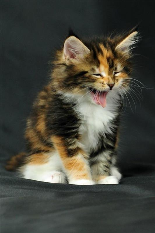 cat-maine-coon-little-kitten-three-colours