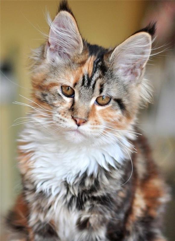 maine-coon-little-maine-coon-tri-farby