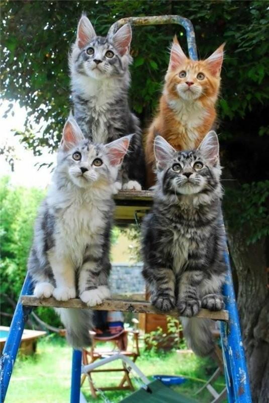 cat-maine-coon-small-cats-hand-coon-on-a-ladder