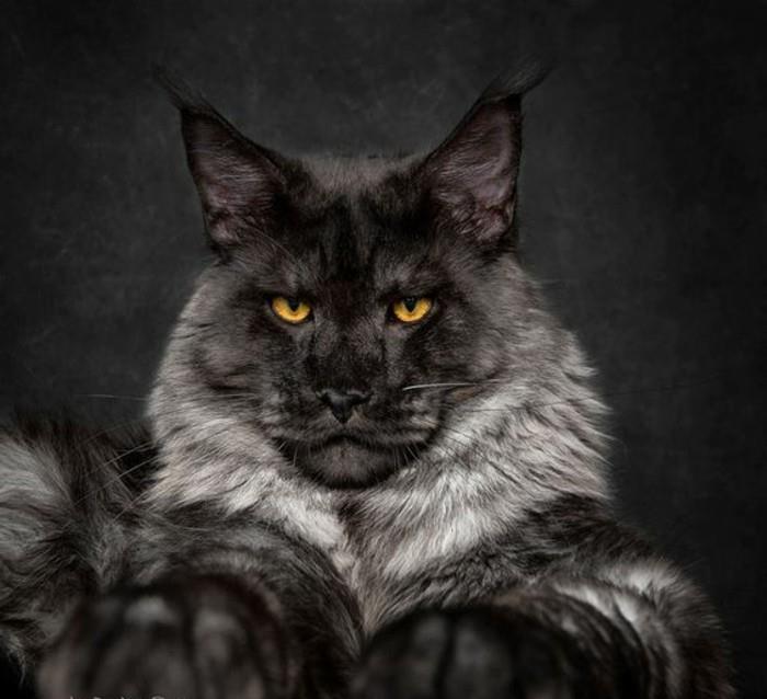 maine-coon-cat-photos-of-maine-coone-capture-in-its-beauty