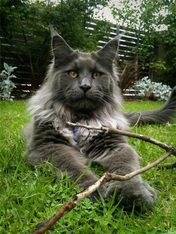 cat-maine-coon-photos-touching-hands-coons