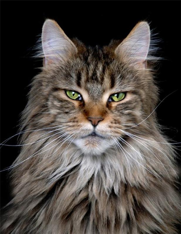 cat-maine-coon-original-hand-coons-photos