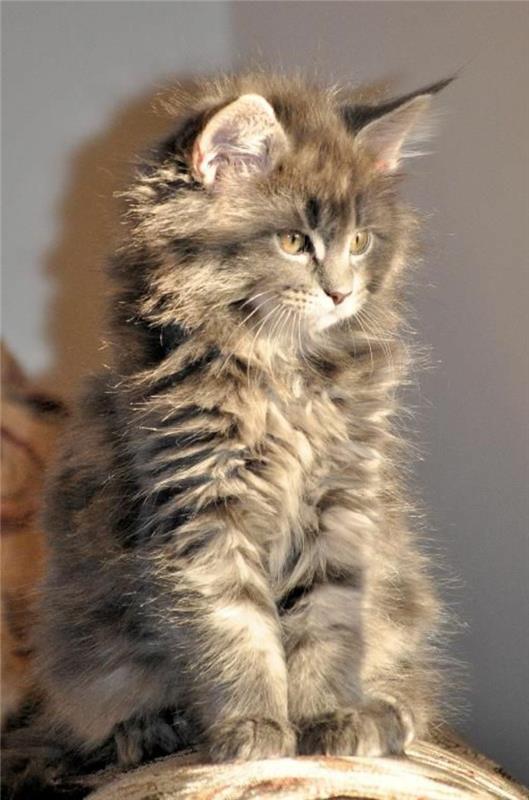 cat-maine-coon-majestátne-mačiatko-ruka-coon-držanie tela