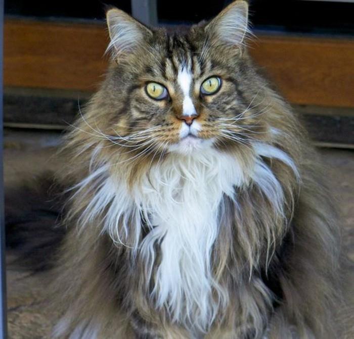 cat-maine-coon-plemeno-of-cat-favorie-des-francais