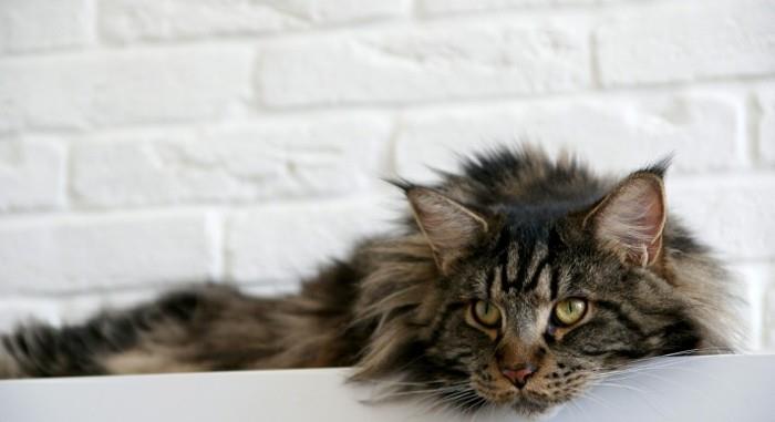 sivá-tabby-maine-coon-mačka