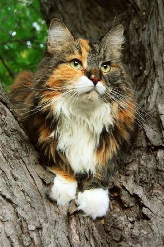 cat-maine-coon-three-shadow-pretty-cat-the-obr-soft