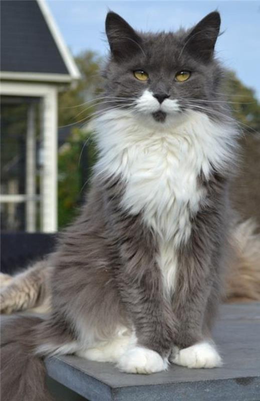 maine-coon-cat-a-majestátne-a-spoločenské-uhlie-šedá-mačka