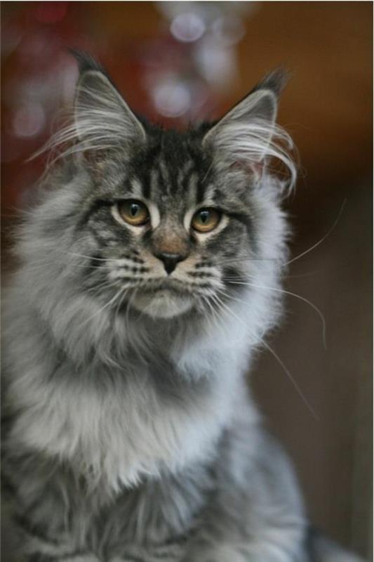 cat-maine-coon-a-cat-that-looks-like-a-lev