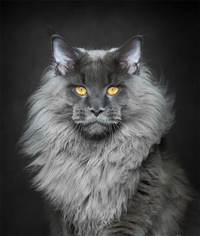 cat-maine-coon-an-ukážkový-ktorý-rešpektuje-šedá-mačka
